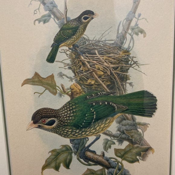 Framed Gould - Spotted
Catbird Art Print - Picture 6 of 16